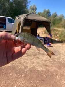 European Perch