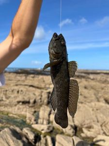 Giant Goby