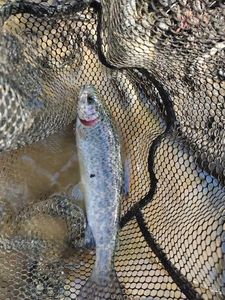 Rainbow Trout