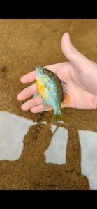 Redbreast Sunfish