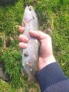 Rainbow Trout