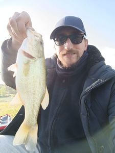Largemouth Bass