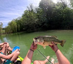 Largemouth Bass