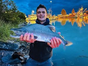 Pink Salmon