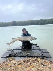 Sturgeon