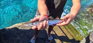 Great Barracuda
