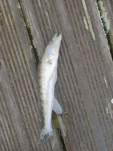 Zander