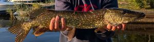 Northern Pike