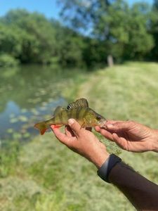 European Perch