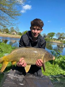 Common Carp