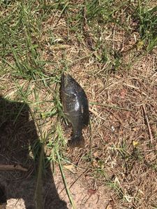 Smallmouth Bass