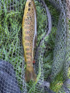 Brown Trout