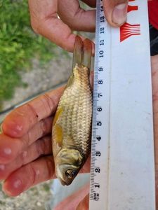 Crucian Carp