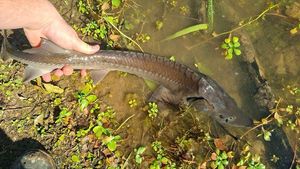 Sturgeon
