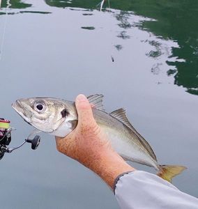 Atlantic Horse Mackerel