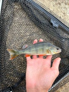 European Perch