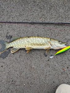 Northern Pike