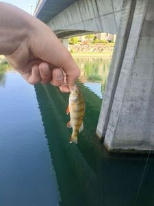 European Perch