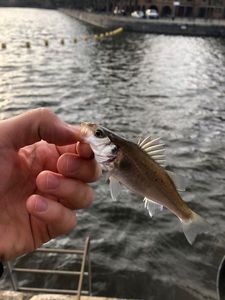 Spotted Seabass
