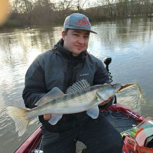 Zander
