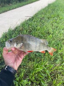 European Perch