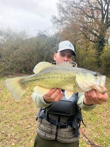 Largemouth Bass