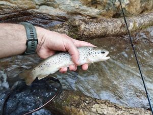 Brown Trout