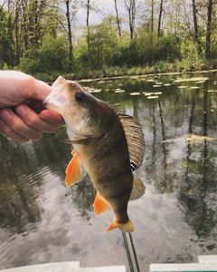 European Perch