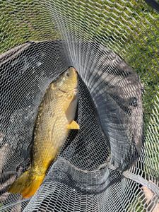 Leather Carp