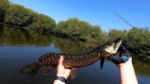 Northern Pike