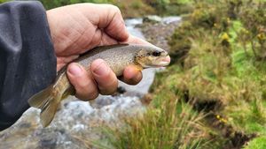 Brown Trout
