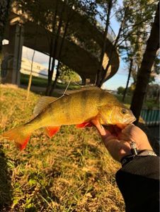 European Perch