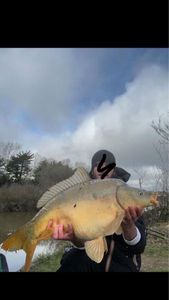 Mirror Carp