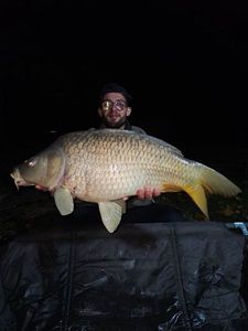 Common Carp