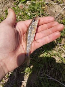 Gudgeon