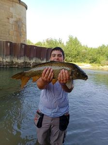 Common Carp