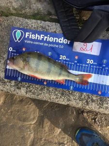 European Perch