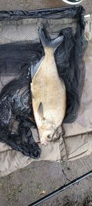 Common Bream