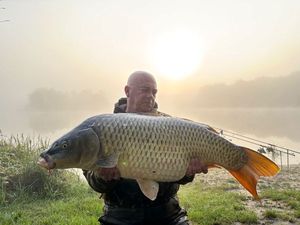 Common Carp