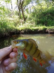 European Perch