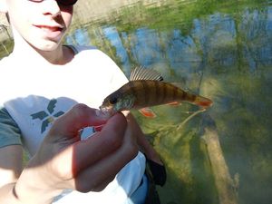 European Perch