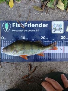 European Perch
