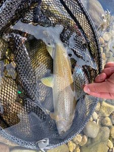 Grayling