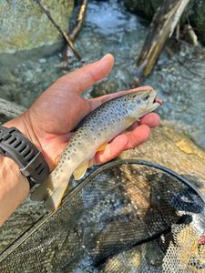 Brown Trout