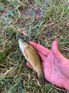 Tench