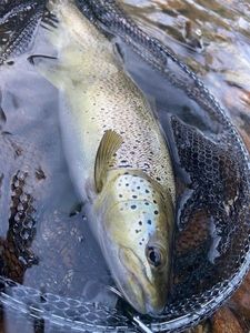 Brown Trout