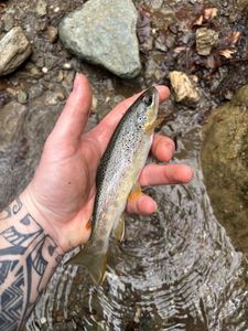 Brown Trout