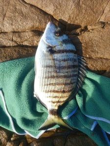White Seabream