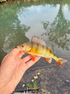 European Perch