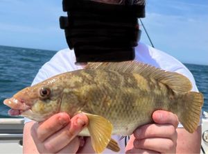 Ballan Wrasse